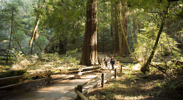 private Muir Woods and Marin tours