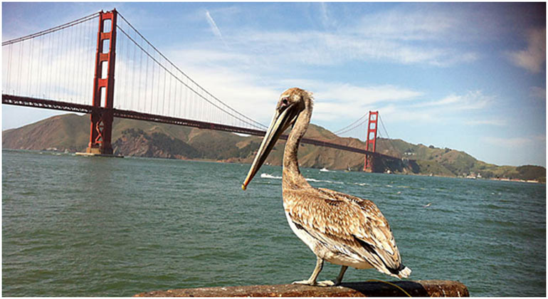 best private tours of San Francisco