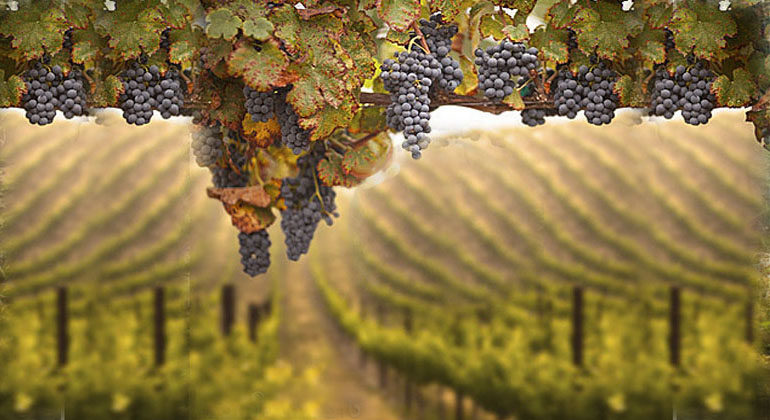 private napa valley and sonoma wine tours
